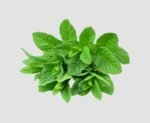 mint.jpg